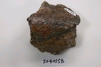 中國犀牛肢骨化石(模)藏品圖，第1張